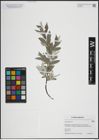 Foto von Salix lapponum L.